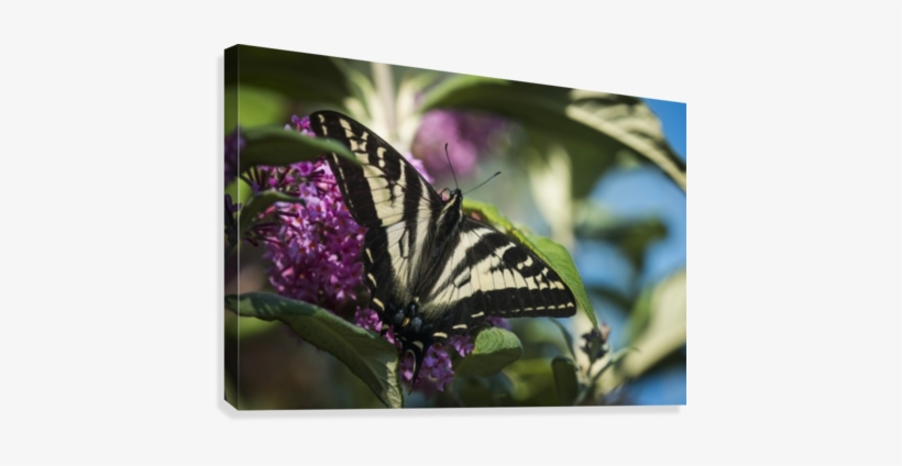 A Swallowtail Butterfly Seeks Nectar From A Butterfly - Posterazzi A Swallowtail Butterfly Seeks Nectar, transparent png