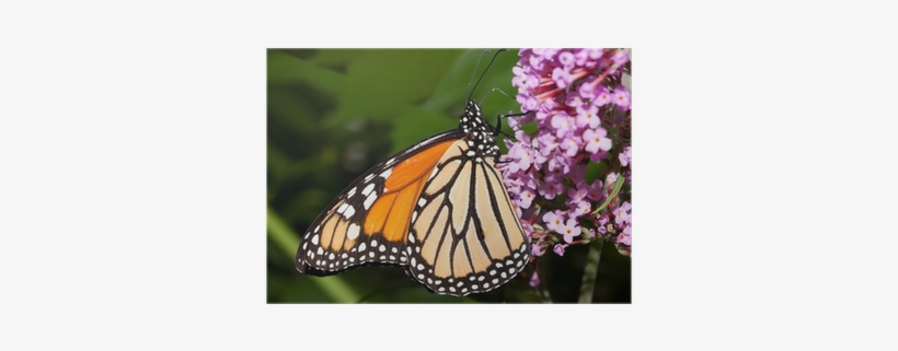 Monarch Butterfly Feeding On A Butterfly Bush Poster - Monarch Butterfly, transparent png