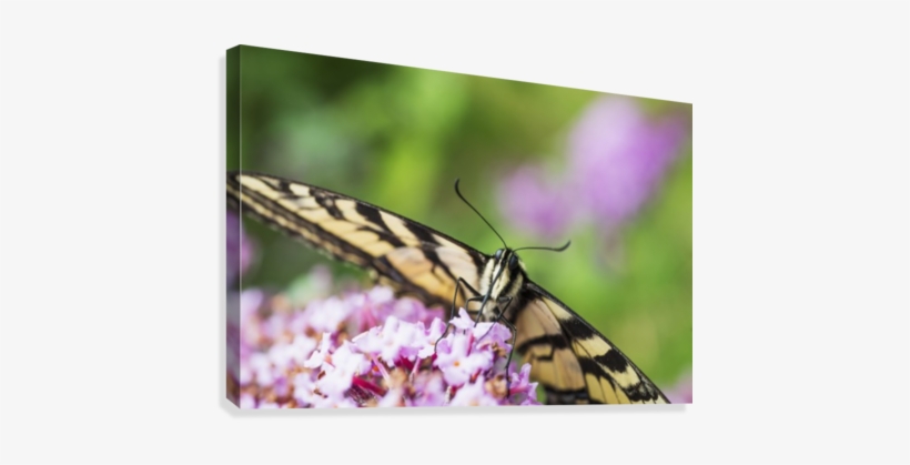 A Swallowtail Butterfly Seeks Nectar On A Butterfly - Swallowtail Butterfly Seeks Nectar On A Butterfly Bush;, transparent png