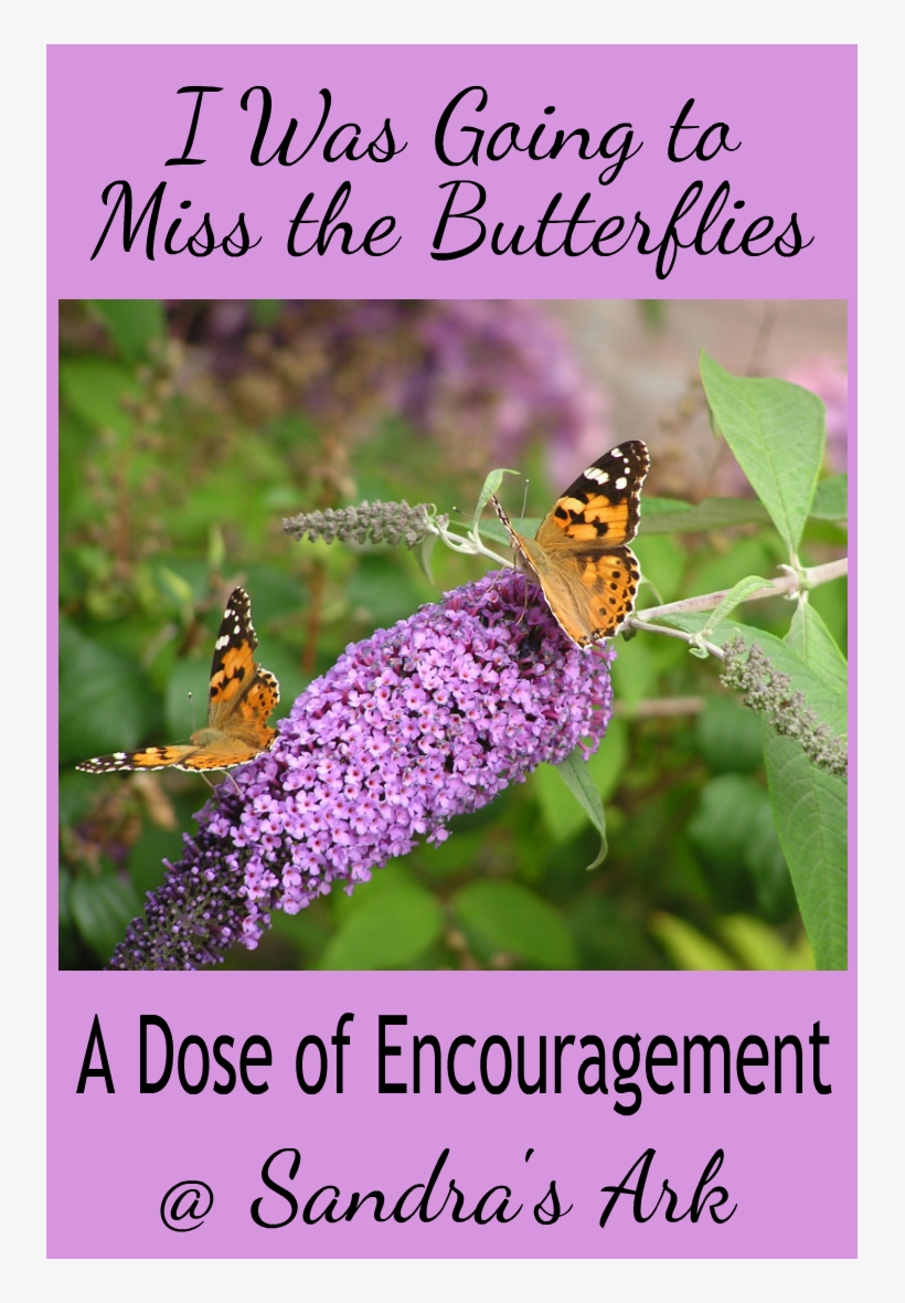 Who Can Say That God Doesn't Care About How We Feel - Buddleia, transparent png