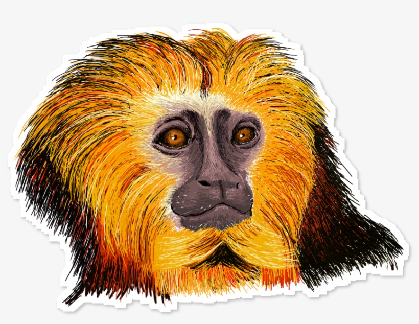 Mico Leão Png - Desenho De Mico Leão Colorido, transparent png
