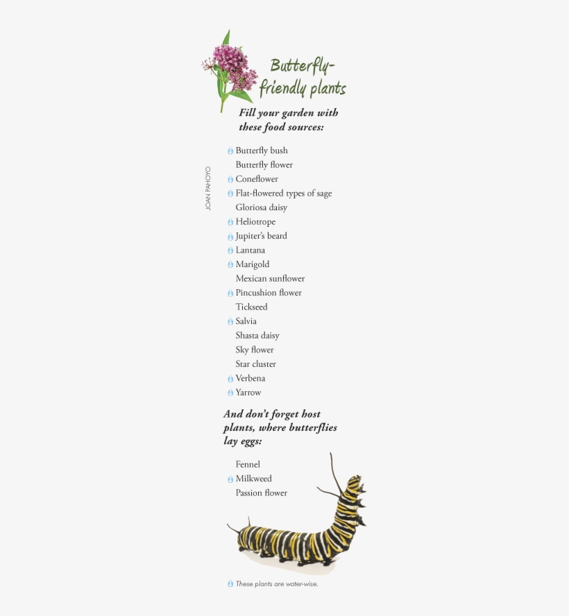 Rick Krause And Lynne Godin's Home In The Bridle Path - Monarch Caterpillar, transparent png