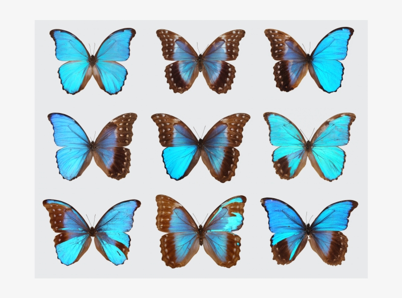 Gynandromorph Butterflies - Gynandromorph Butterfly, transparent png