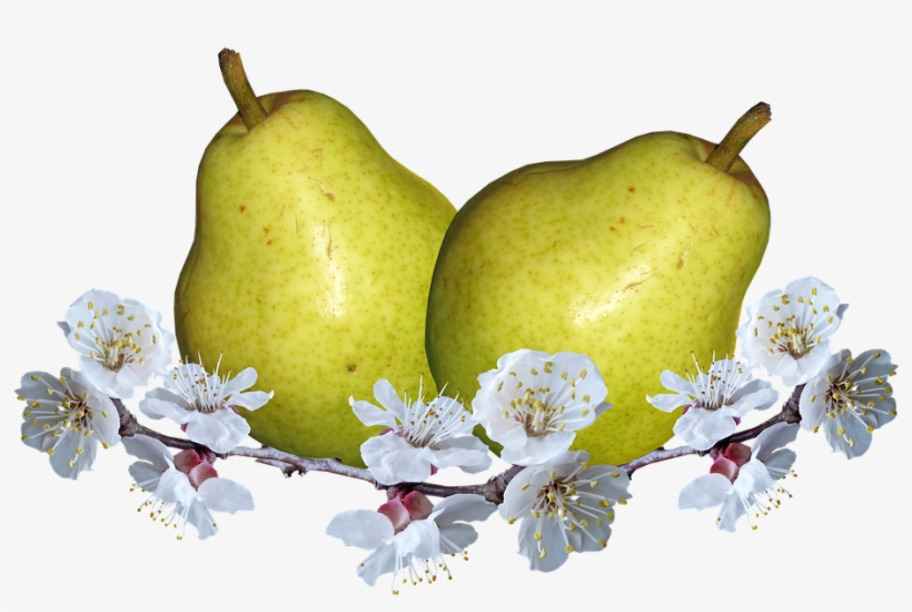 Fruit, Pears, Pear Blossom, Nutrition, Food - Pear, transparent png