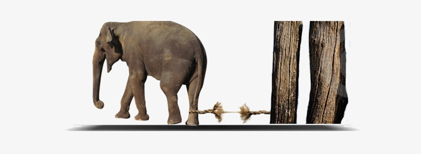 Top Elephant Rope - Ontologia Del Lenguaje Versus Biologia Del Amor, transparent png