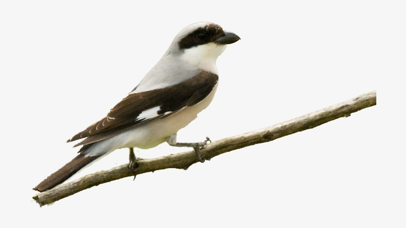 Su Píleo Y Dorso Presentan Color Gris Ceniza - Lesser Grey Shrike, transparent png