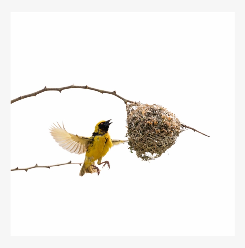 The Weaver Bird, Part 1 Of, transparent png