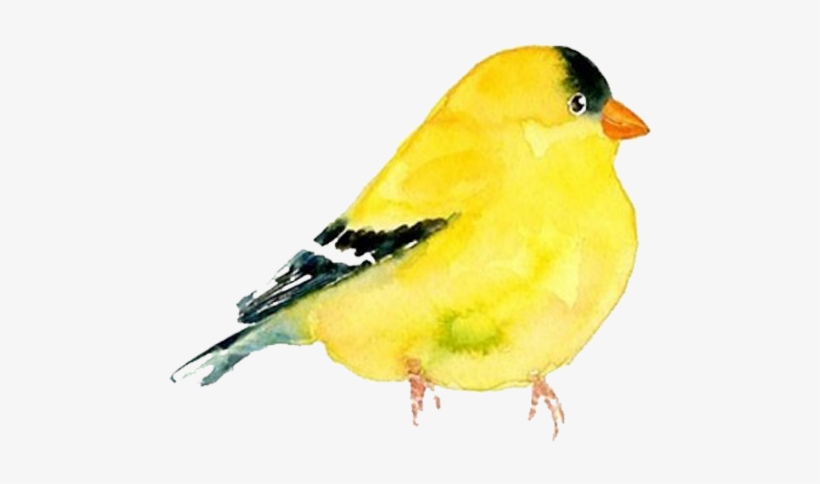 Goldfinch Clipart Watercolor, transparent png