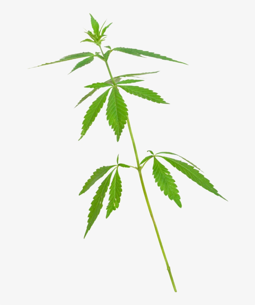 Marijuana Stem Png, transparent png