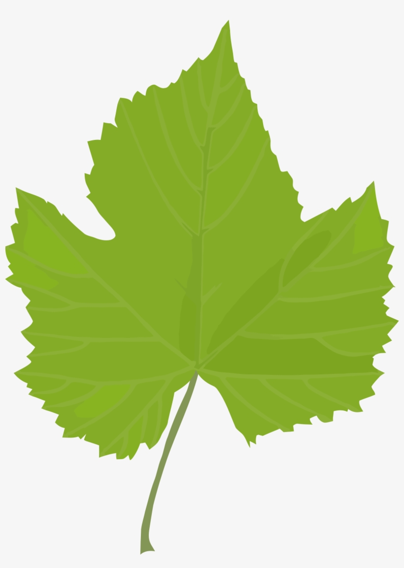 Leaf Common Grape Vine Grape Leaves Plant Stem Plants Grape Leaf Clip
