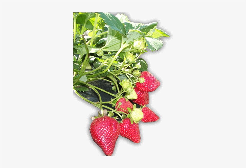 Pick Your Own Strawberries, Cherries, Apples, Peaches - Strawberry, transparent png