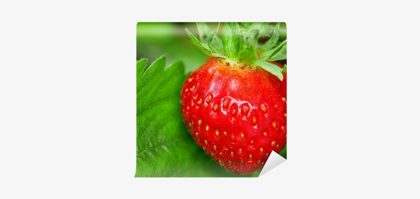 Strawberry Plant, One Berry, Outdoor Shot Wall Mural - Painting, transparent png