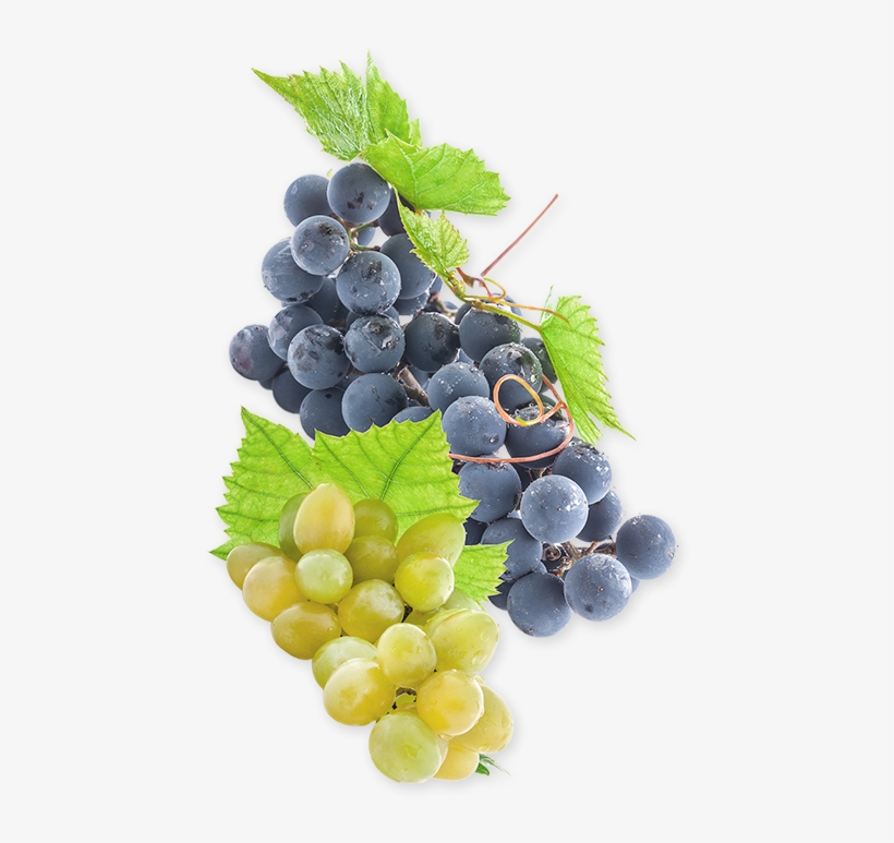 Vine Varieties - Seedless Fruit, transparent png