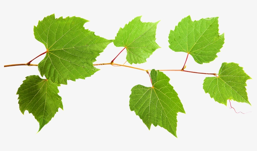 Grape Leaf Extract - Liście Winogron, transparent png