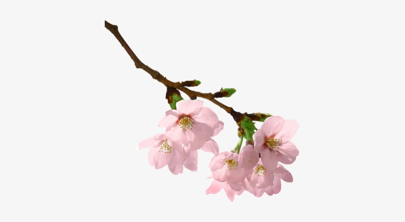 Flowers Branch Png, transparent png