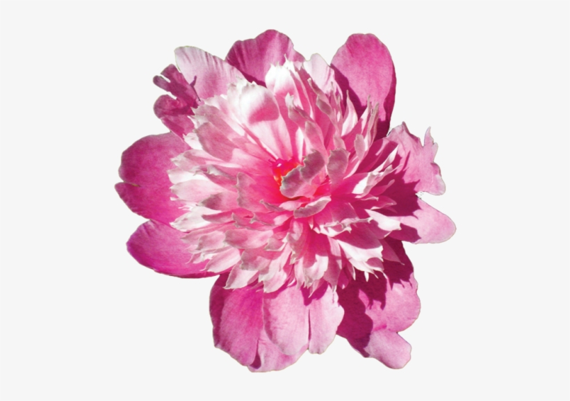 Clip Art, transparent png