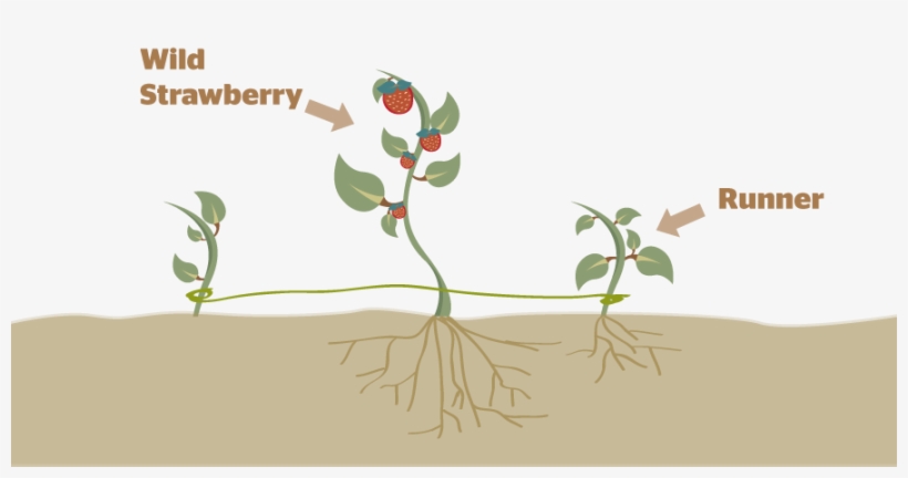strawberry-aual-reproduction-diagram-890x426-png-download-pngkit