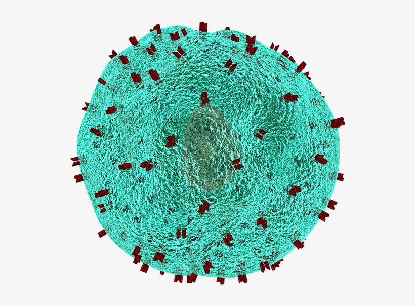 New Role For Old Immune Cell May Lead To Novel Therapies - Immunology Png, transparent png