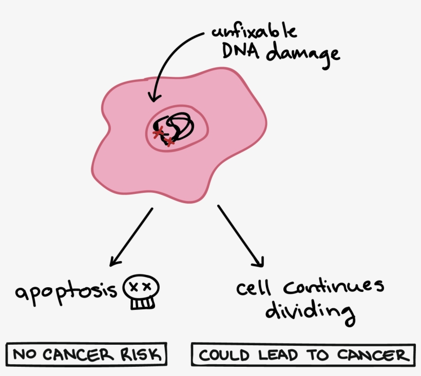 Khan Academy Apoptosis, transparent png
