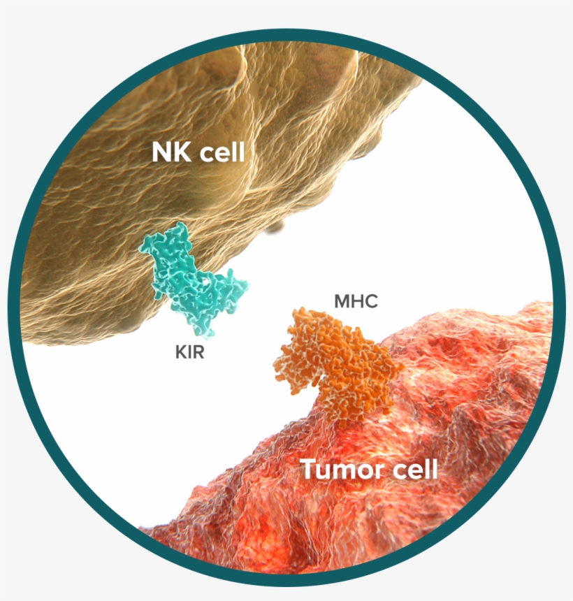 Did You Know That We Develop “cancer” Cells Every Day - Cells At Work Cancer Cell, transparent png