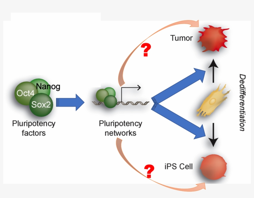 Transcription Factors Oct4, Sox2 And Nanog, And Signaling - Whats Up Dude, transparent png