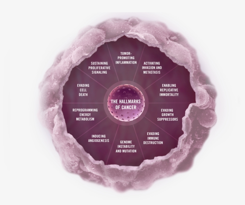 Click On Any Section Of The Image Below To Explore - Molecular Hallmarks Of Cancer, transparent png