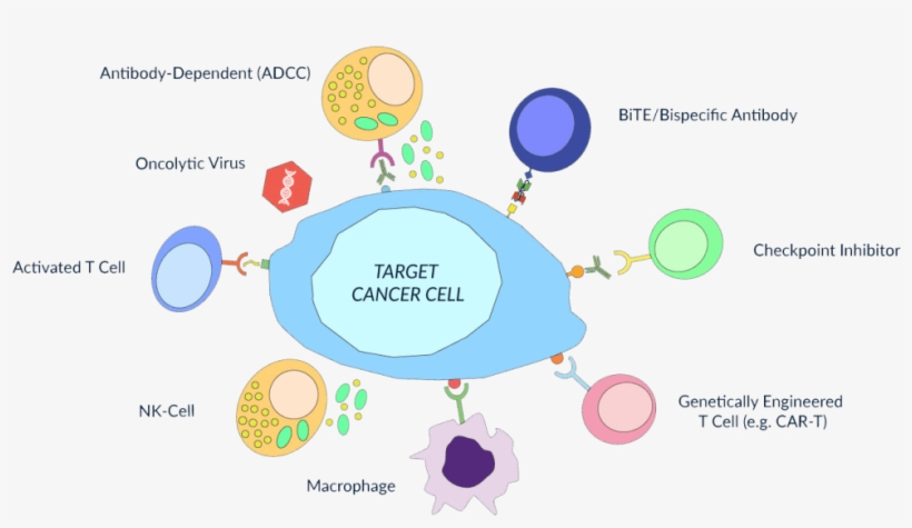 Cancer Immunotherapy - Immunotherapy Antibody, transparent png