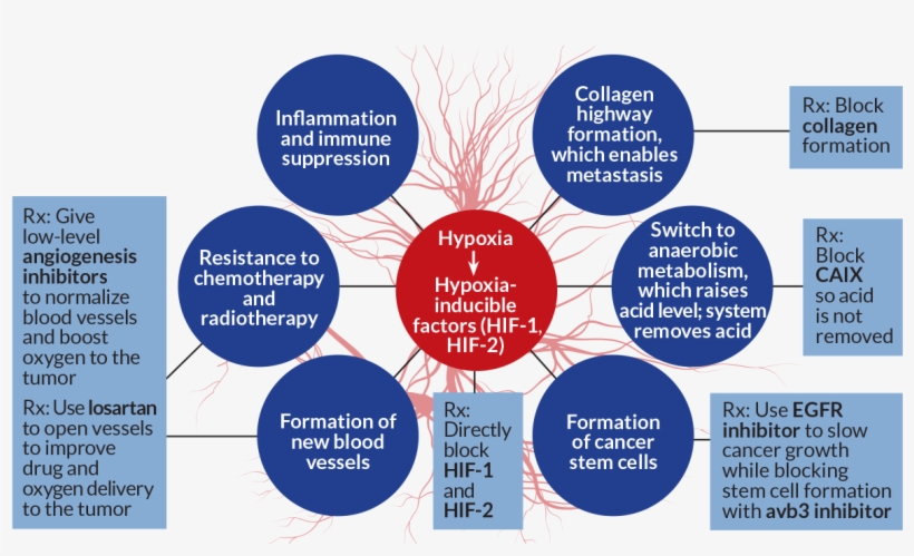 Source - R - K - Jain/cancer Cell 2014 - R - K - Jain, - Tumor Hypoxia, transparent png