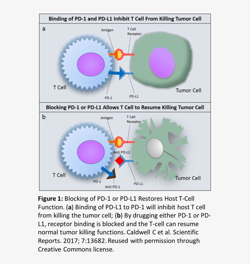 Fda Guidance - Pd 1 Pdl 1, transparent png