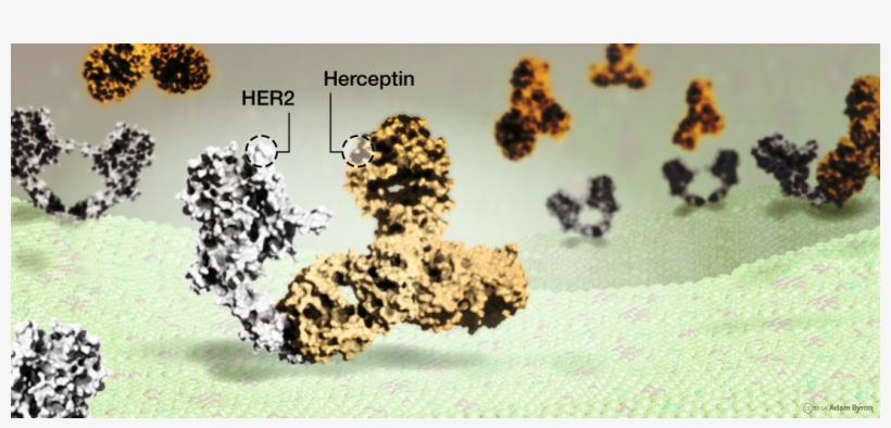 Herceptin Drug Binding To Her2 Protein On Breast Cancer - Cheetah, transparent png