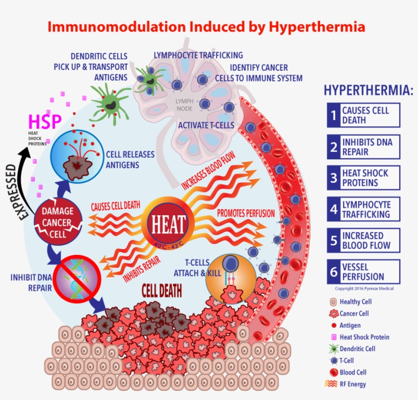 Immunotherapy Cell Cycle Rework Final - Hyperthermia Heat Shock Proteins, transparent png