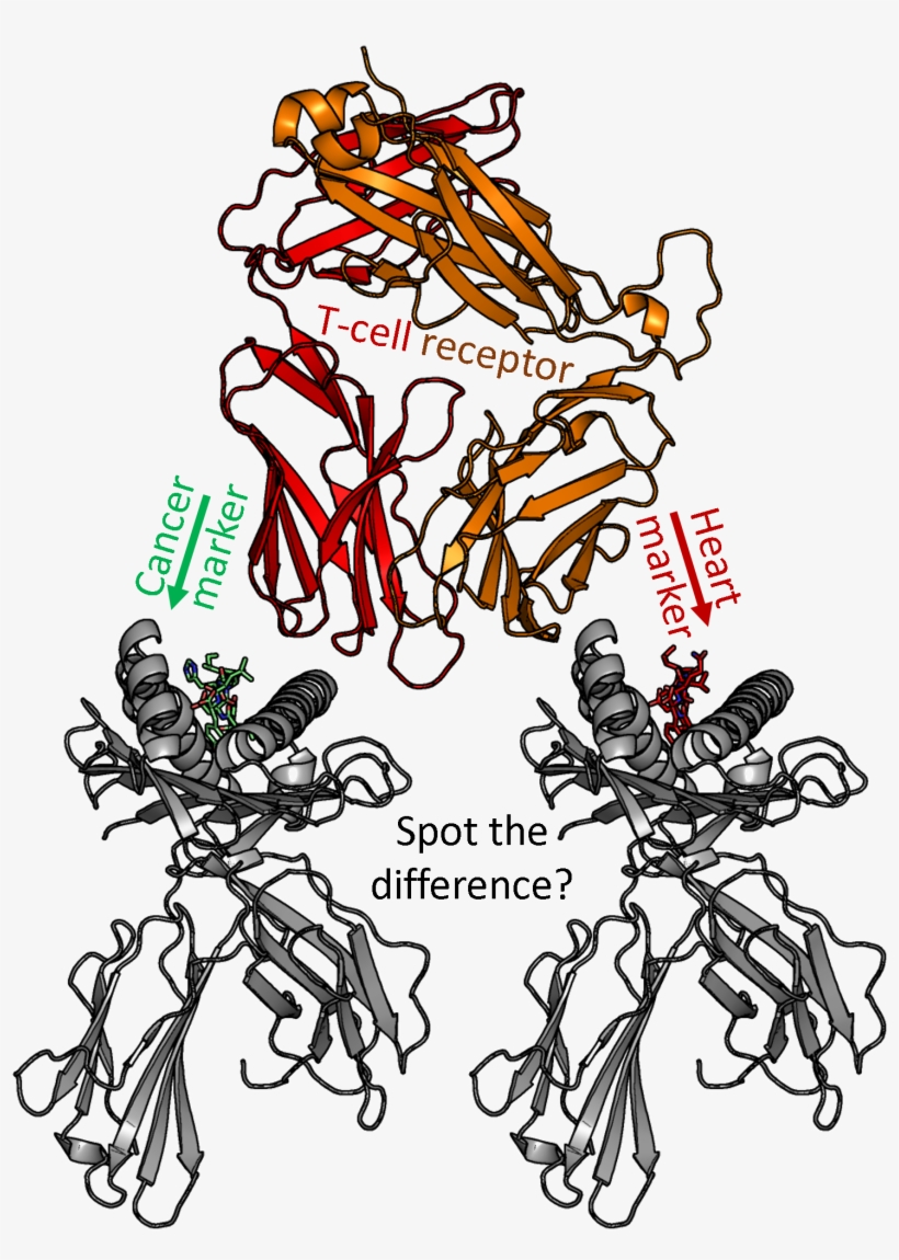 A Modified T-cell Receptor Attempting To Spot The Difference - Illustration, transparent png