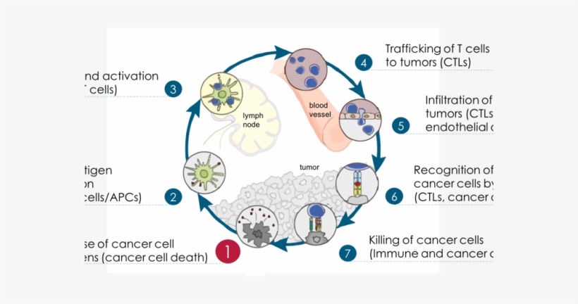 Download Transparent Cancer Immunity Cycle - Ciclo Inmune Frente Al ...