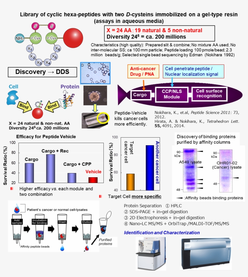 For Practical Use Patient Cancer Cells Were Obtained - Ltq Orbitrap Xl, transparent png