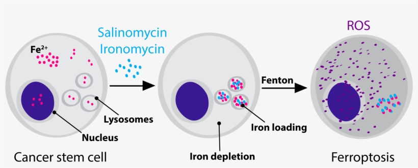 Salinomycin Targets Mesenchymal Cancer Cells By Sequestering - Salinomycin, transparent png