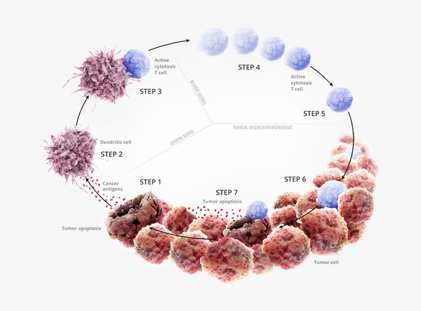 Initiating And Propagating Anticancer Immunity1 •oncogenesis - Microambiente Tumoral, transparent png