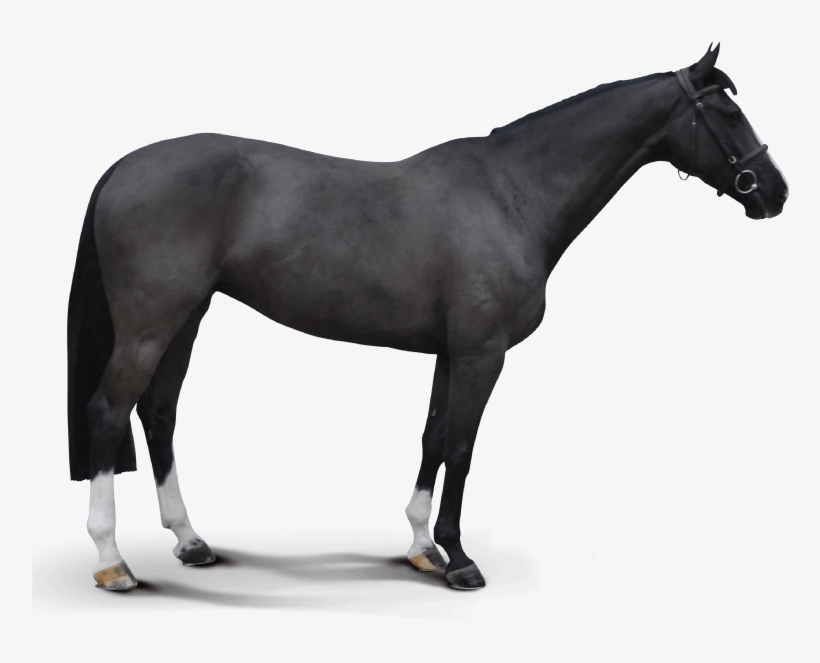 Balestha - French Trotter Horse Black, transparent png