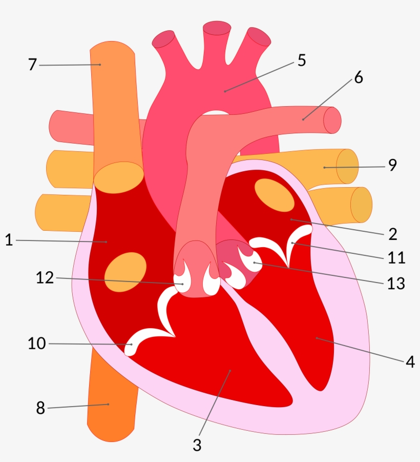 Open - Esquema Corazon Humano Png, transparent png