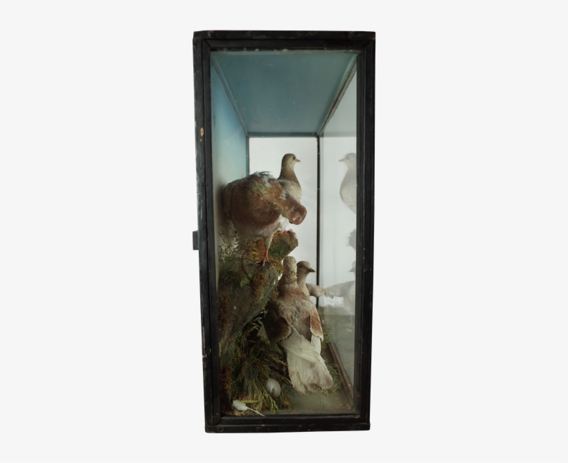 Four Taxidermy Doves In Glass Case - Pigeons And Doves, transparent png