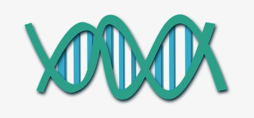 Dna Helix Science Biology Research Medicin - Dna Clip Art, transparent png