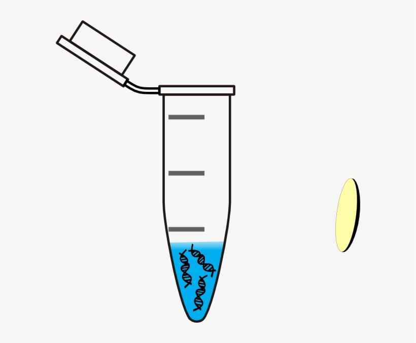 Tube Dna Water Clip Art Eppendorf Tube With Dna 600x596 PNG