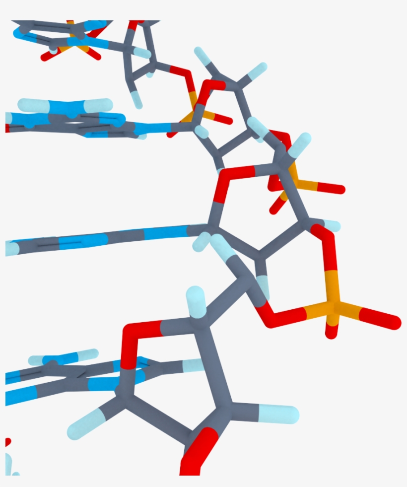 Index Of /wp Content/gallery/3d Biology Dna - Biology, transparent png