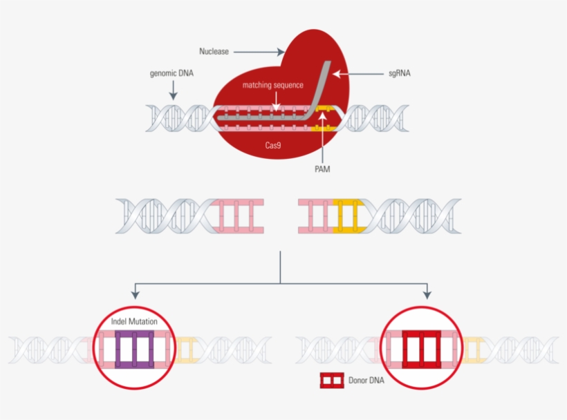 Mutant Clipart Genetic Accident - Cas9, transparent png