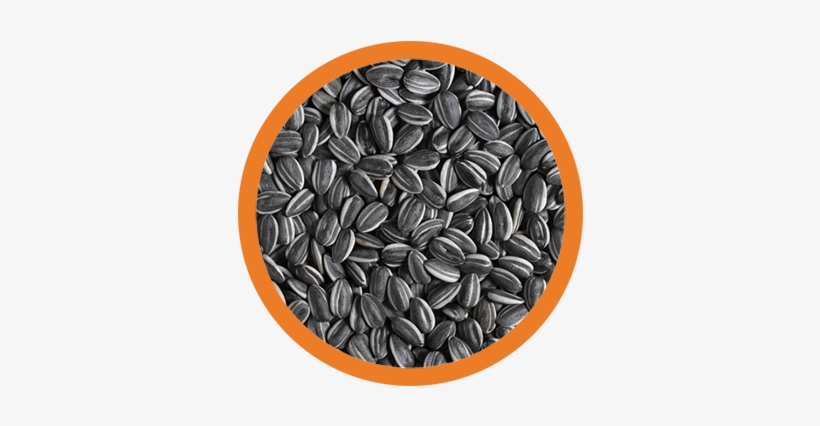 Sunflower Seeds With Frame Eli 2017 03 02t18 - Ai Weiwei Sunflower Seeds, transparent png