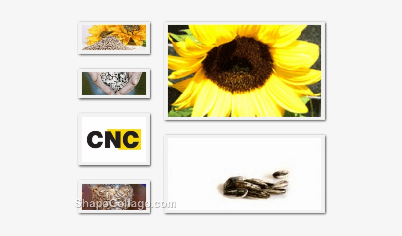 Related - Sunflower Seeds, transparent png