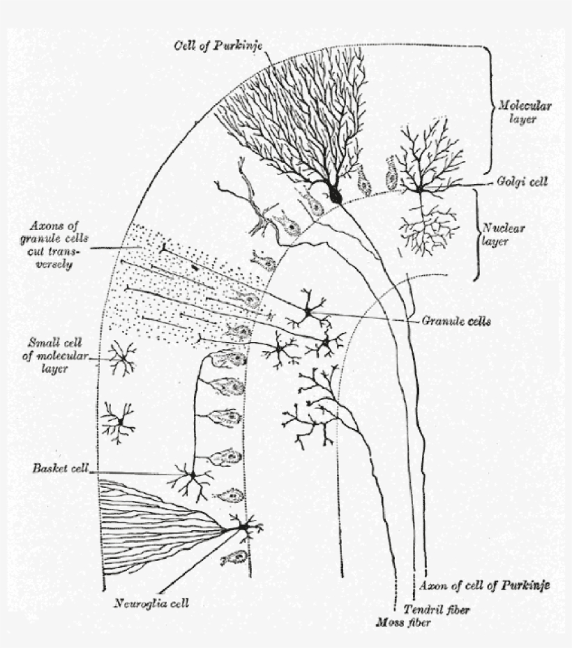 Histological Structure Of Cerebellum, transparent png