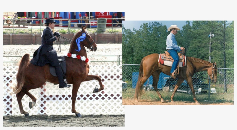 What This Position Does, Is Makes The Horse "hollow" - National Show Horse, transparent png