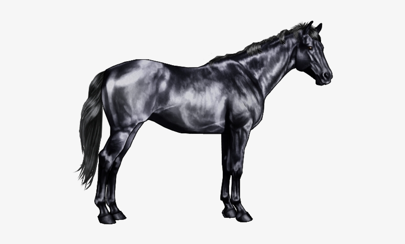 These Markings Include "grey Goggles" Light Grey Hair - Black And Grey Horse, transparent png