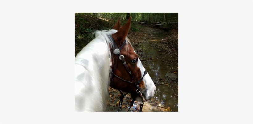 Uncategorized - Horse, transparent png
