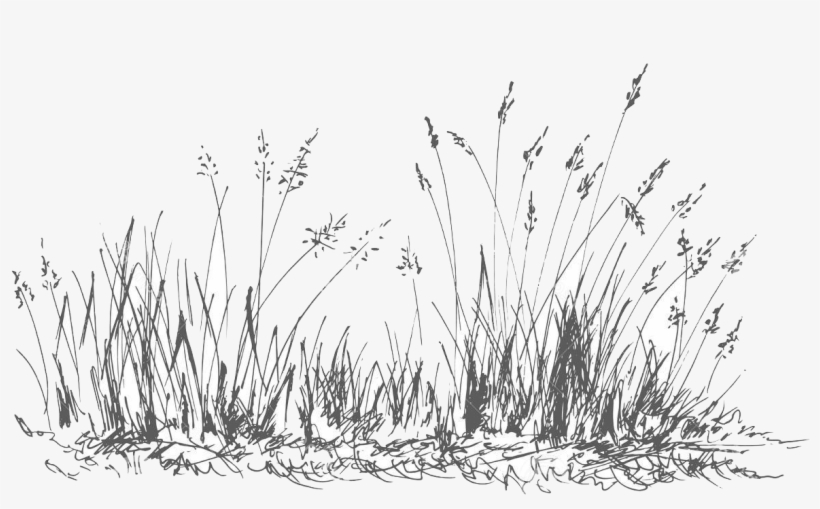 About Me - Grass, transparent png